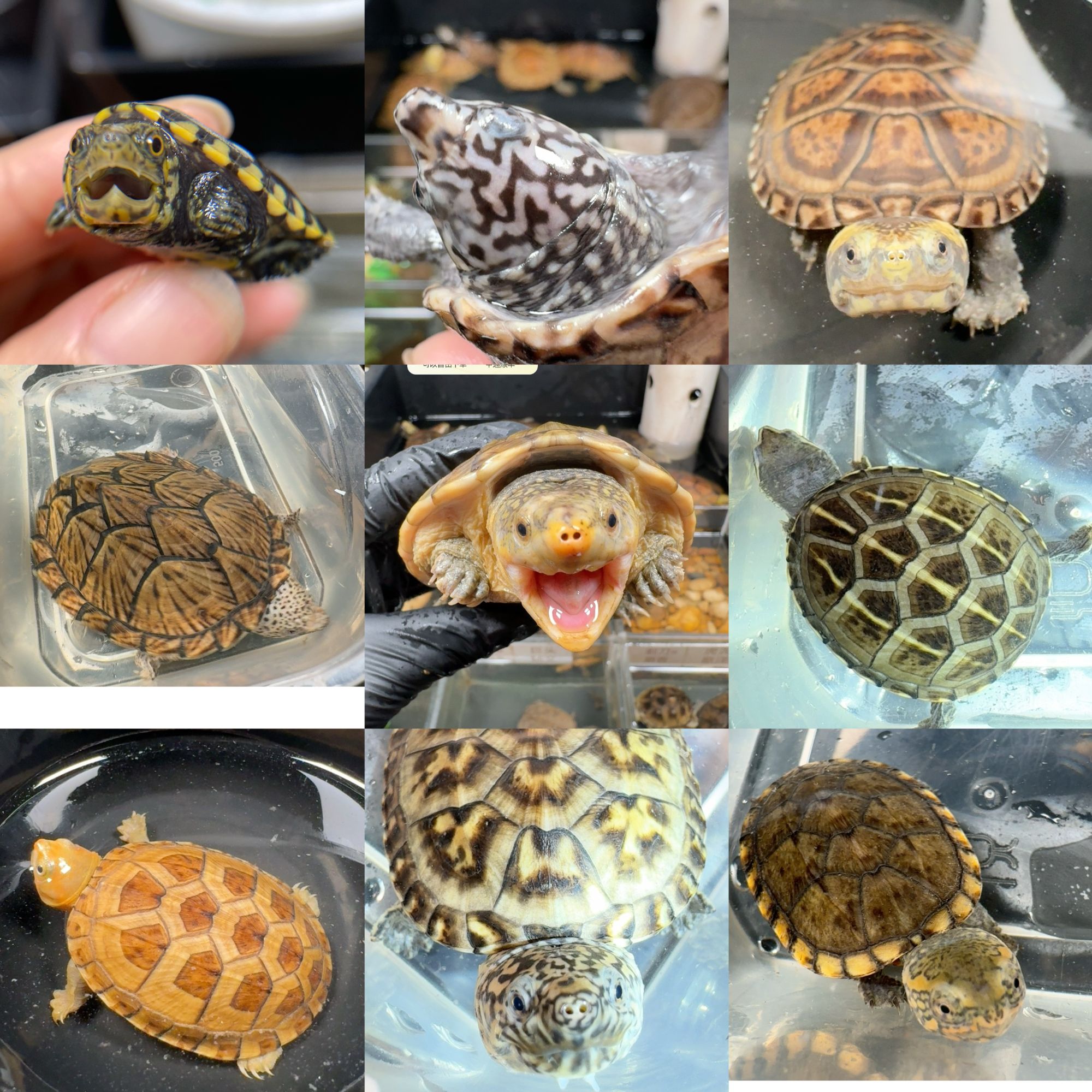 超萌好物  圆澳龟西非龟棱背龟花面果核红面墨蛋沼泽窄桥乌龟