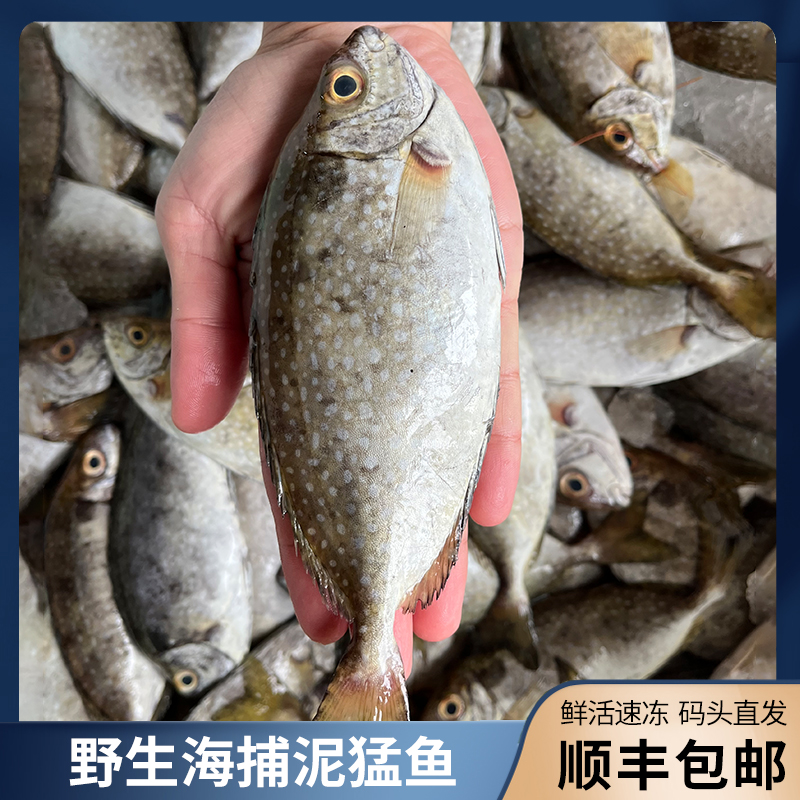 广东博贺港海捕野生泥猛鱼5斤（3-5条/斤）去肚后重约4斤顺丰发货