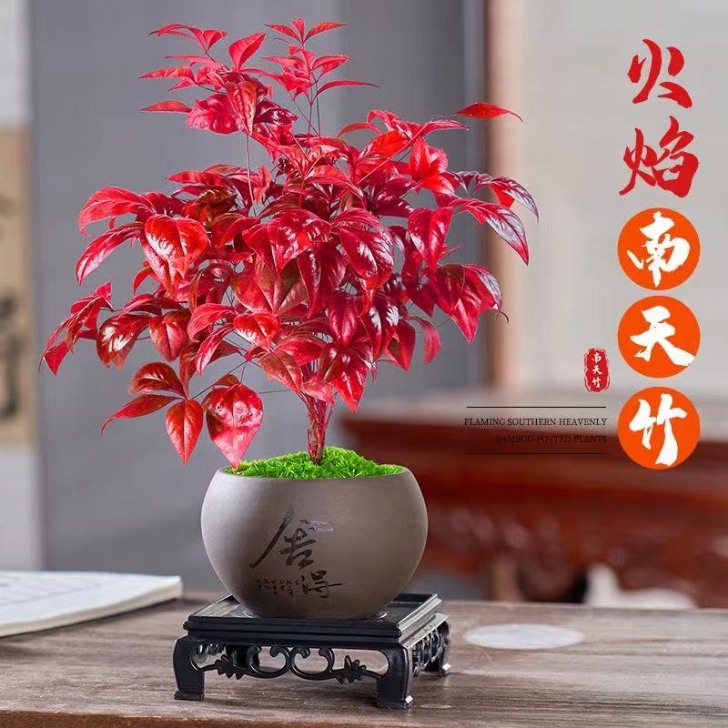 微盘景火焰南天竹基地发货
