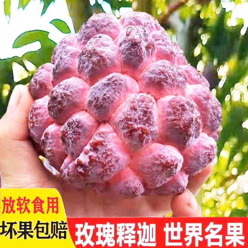 【顺丰包邮】海南当季玫瑰红释迦果新鲜水果番荔枝纯甜水果软糯香甜