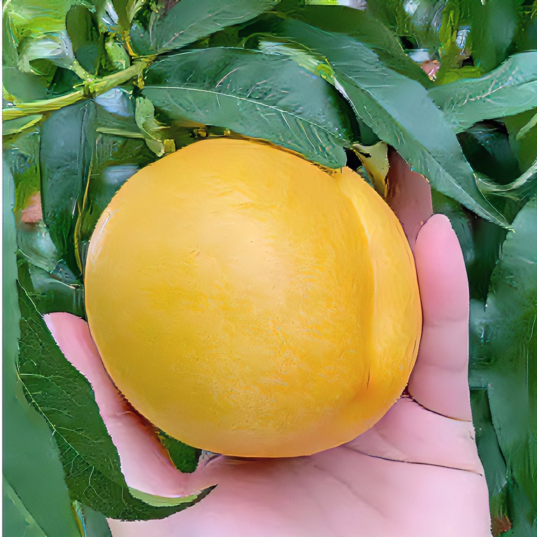 【芒果桃-顺丰陆运】新鲜黄金芒果桃 黄金油桃/丑桃无毛 到货不保脆