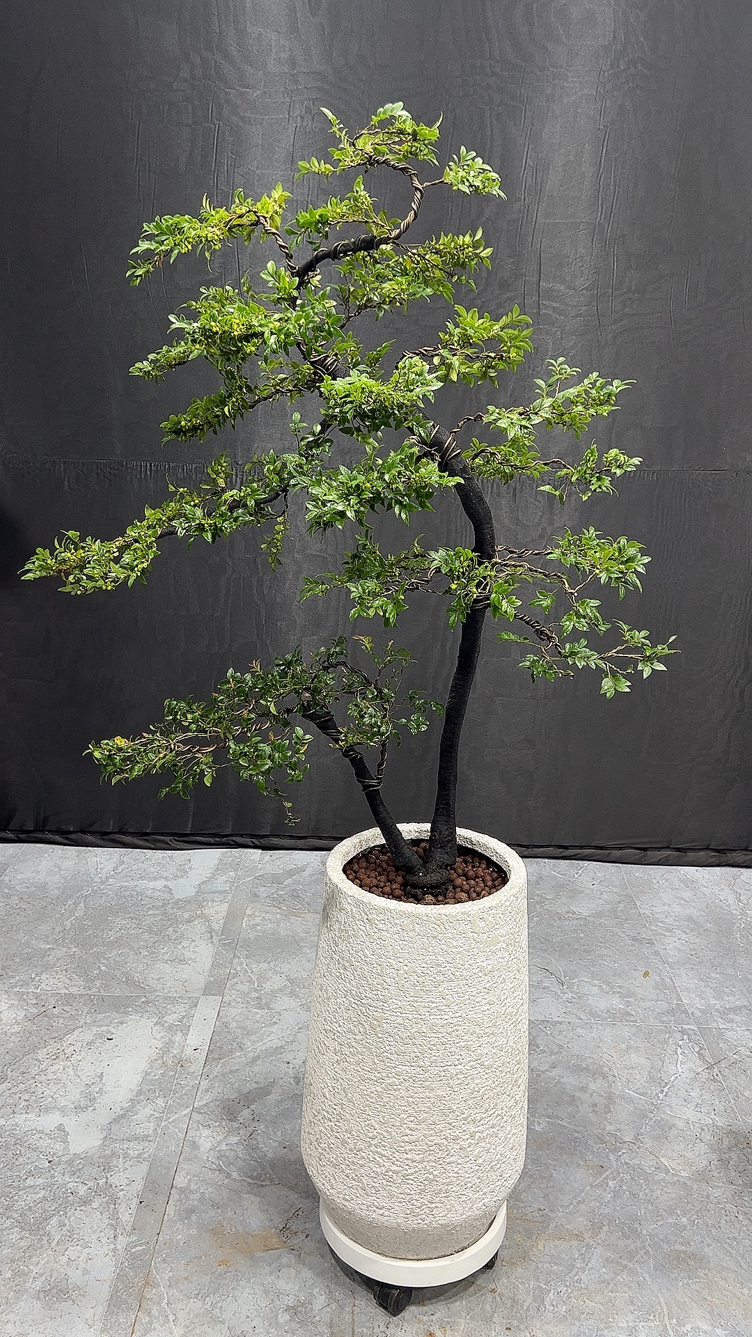 小叶紫檀盆景植物树苗盆栽办公室桌面室内室外花卉绿植