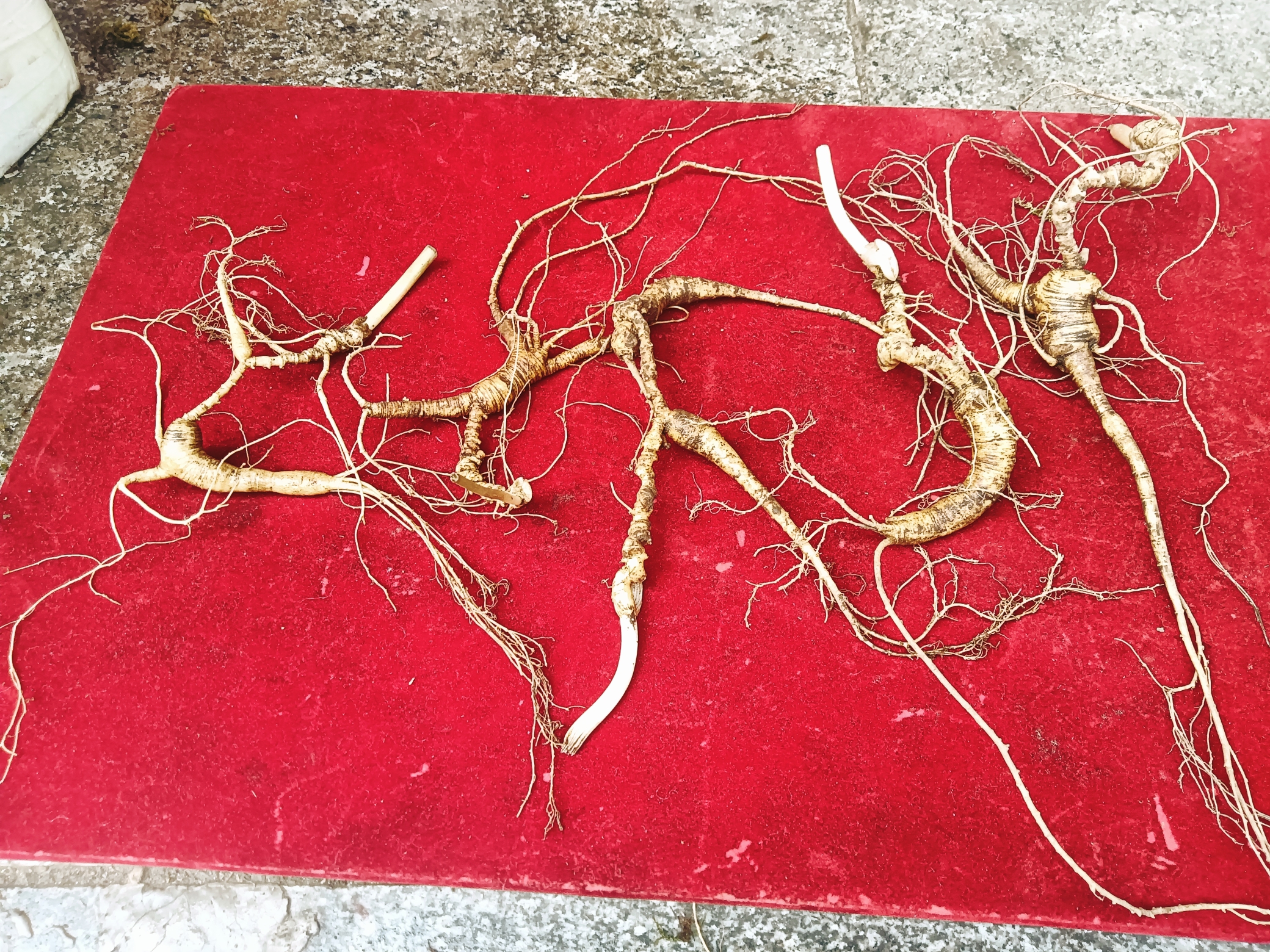 长白山新鲜林下参