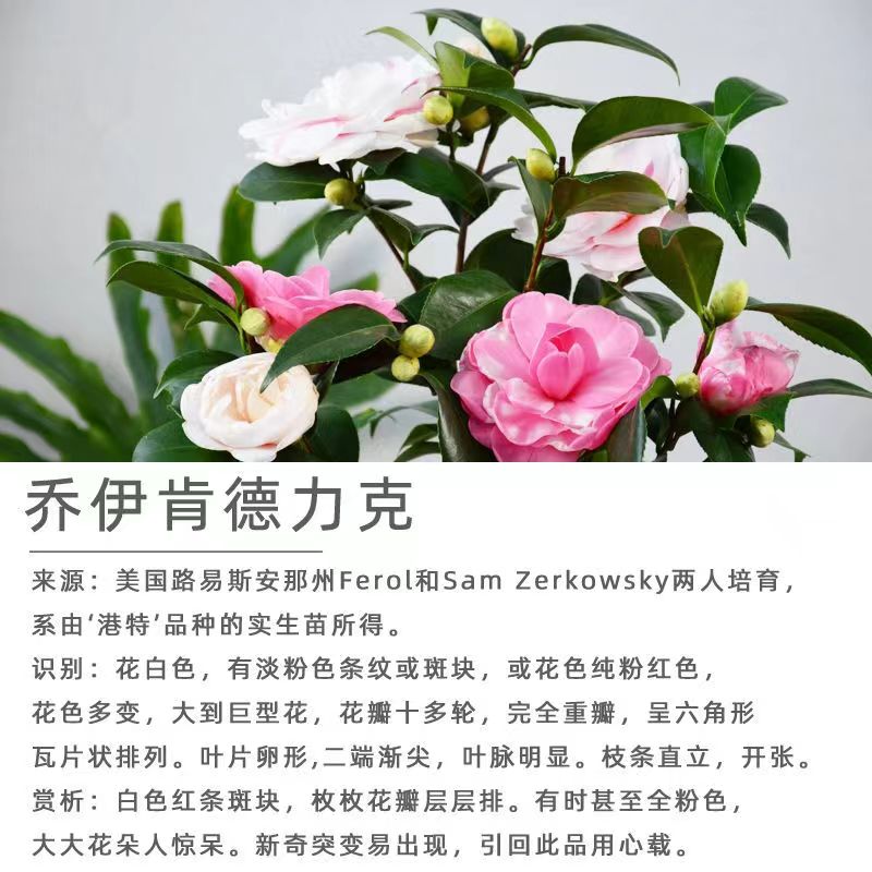 【乔伊】乔伊肯德力克山茶花盆栽地栽庭院绿植