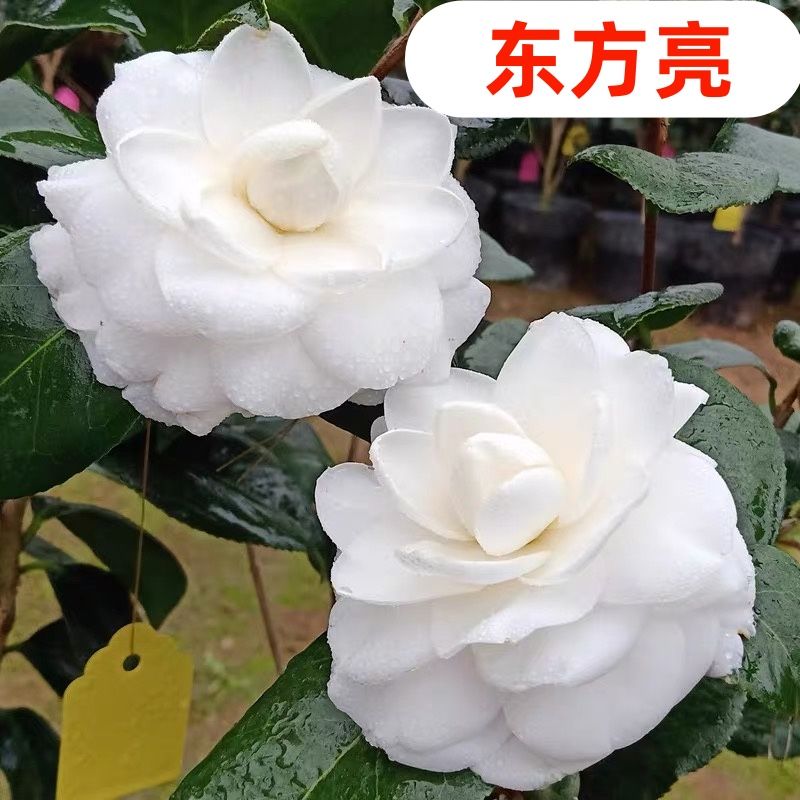 东方亮白茶花山茶花盆栽花苞室内耐寒花卉树苗浓香型四季开花内外