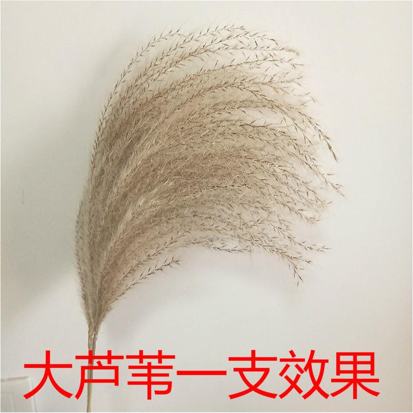大芦苇干花花束婚礼装饰风干真花客厅落地家居摆设拍摄道具