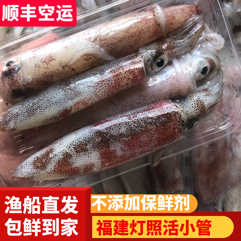 福建连江生鲜海鲜母管有籽小管灯照火箭笔管鱼海钓中鱿鱼400g*3件