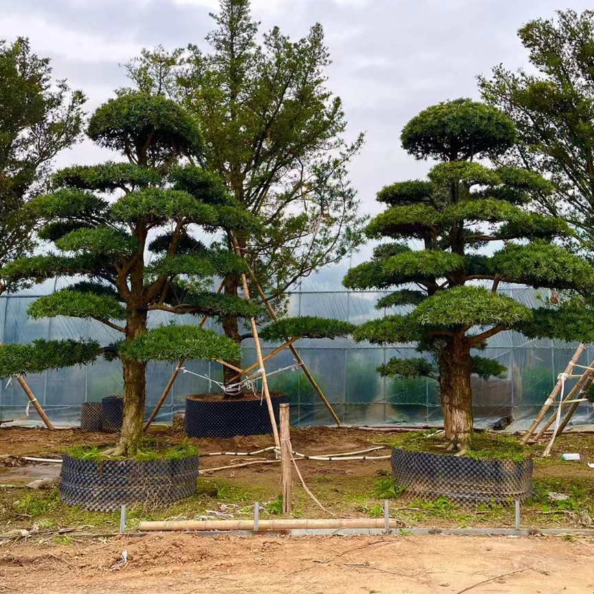 庭院别墅造型树罗汉松地栽四季常青盆景老桩