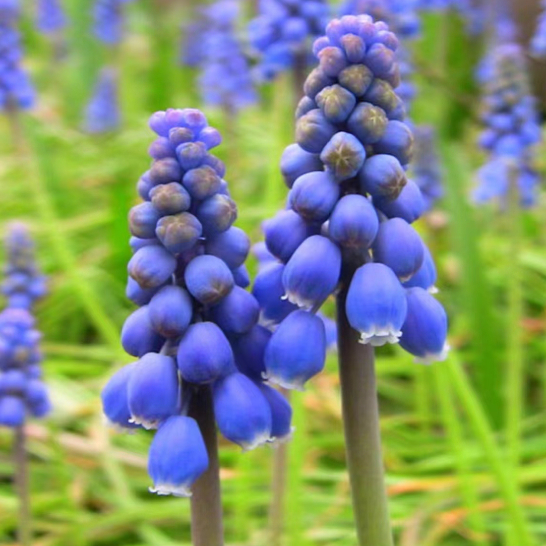 大种球葡萄风信子蓝色盆栽地栽好养耐寒好看摆放种球美丽浇水
