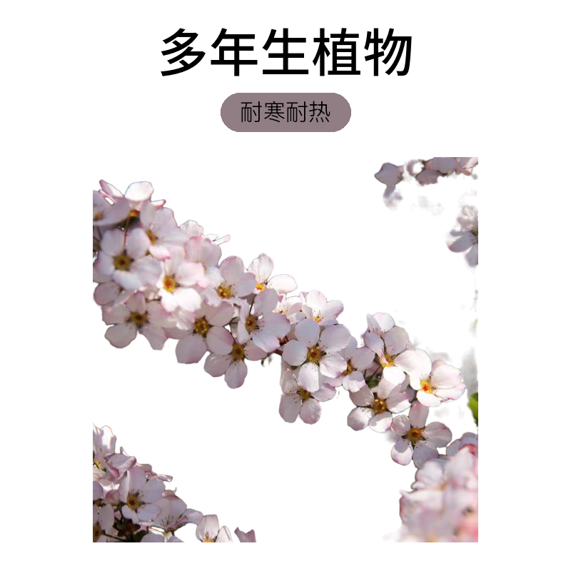 喷雪花 耐寒耐热庭院阳台多年生喜阳落叶灌木