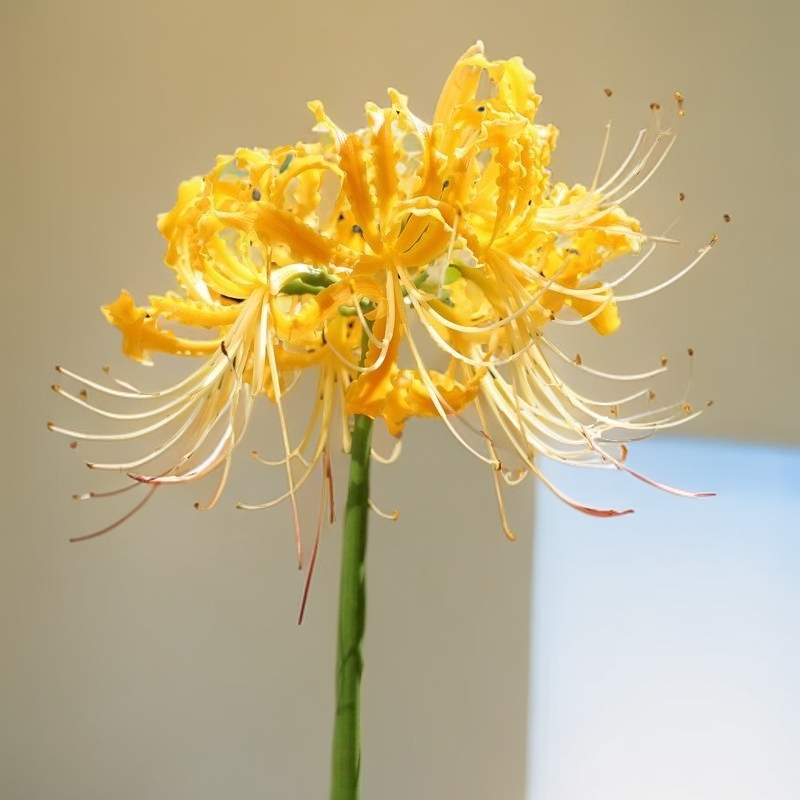 黄花石蒜彼岸花美观飘逸简单易养四季可种