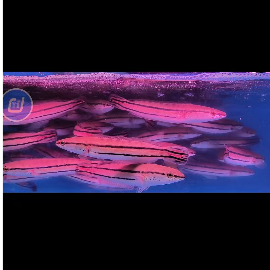 铅笔雷龙活体大型热带观赏鱼北方白云