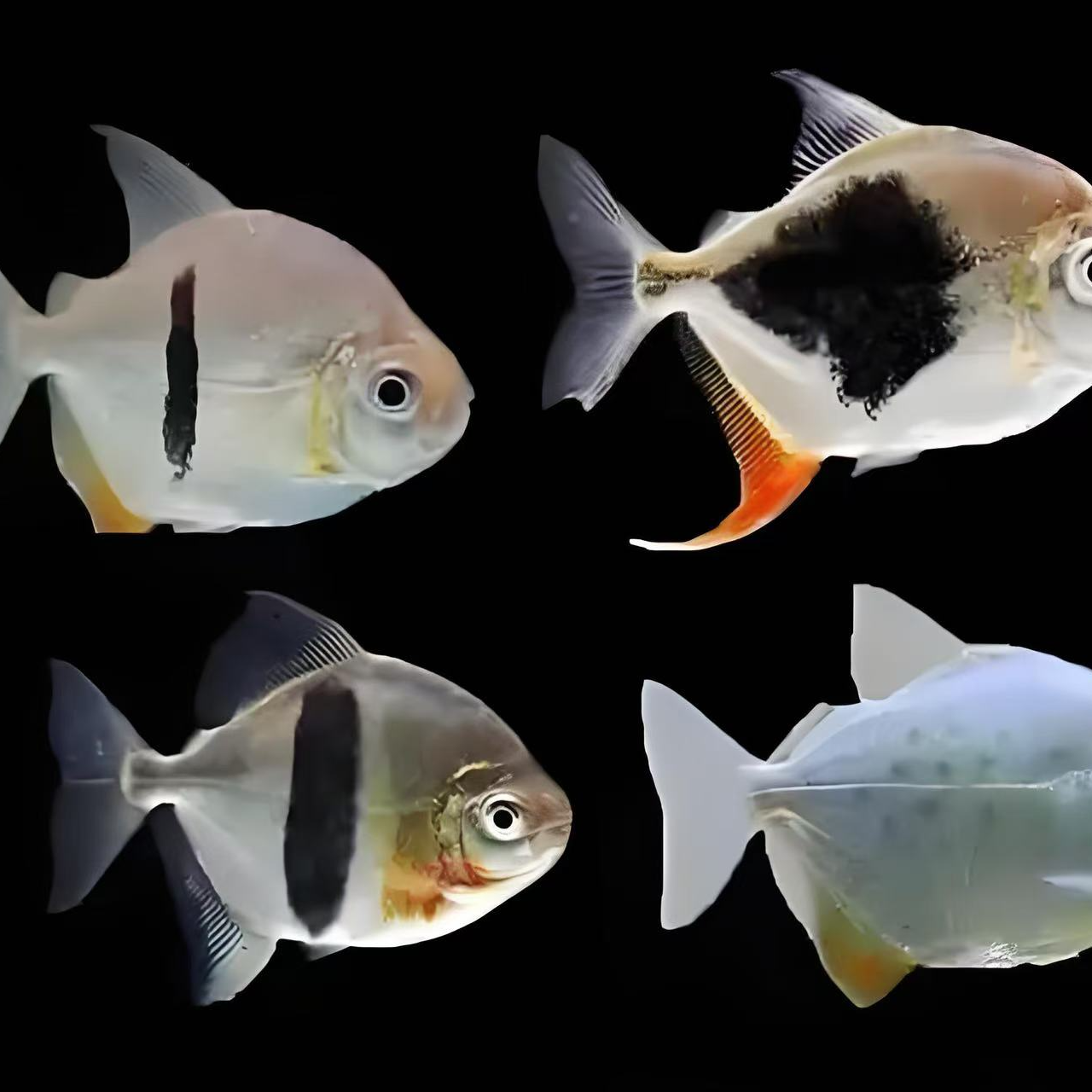 黑桃a鱼银板鱼观赏鱼中大型淡水北方粗线西细线白云中层群游鱼