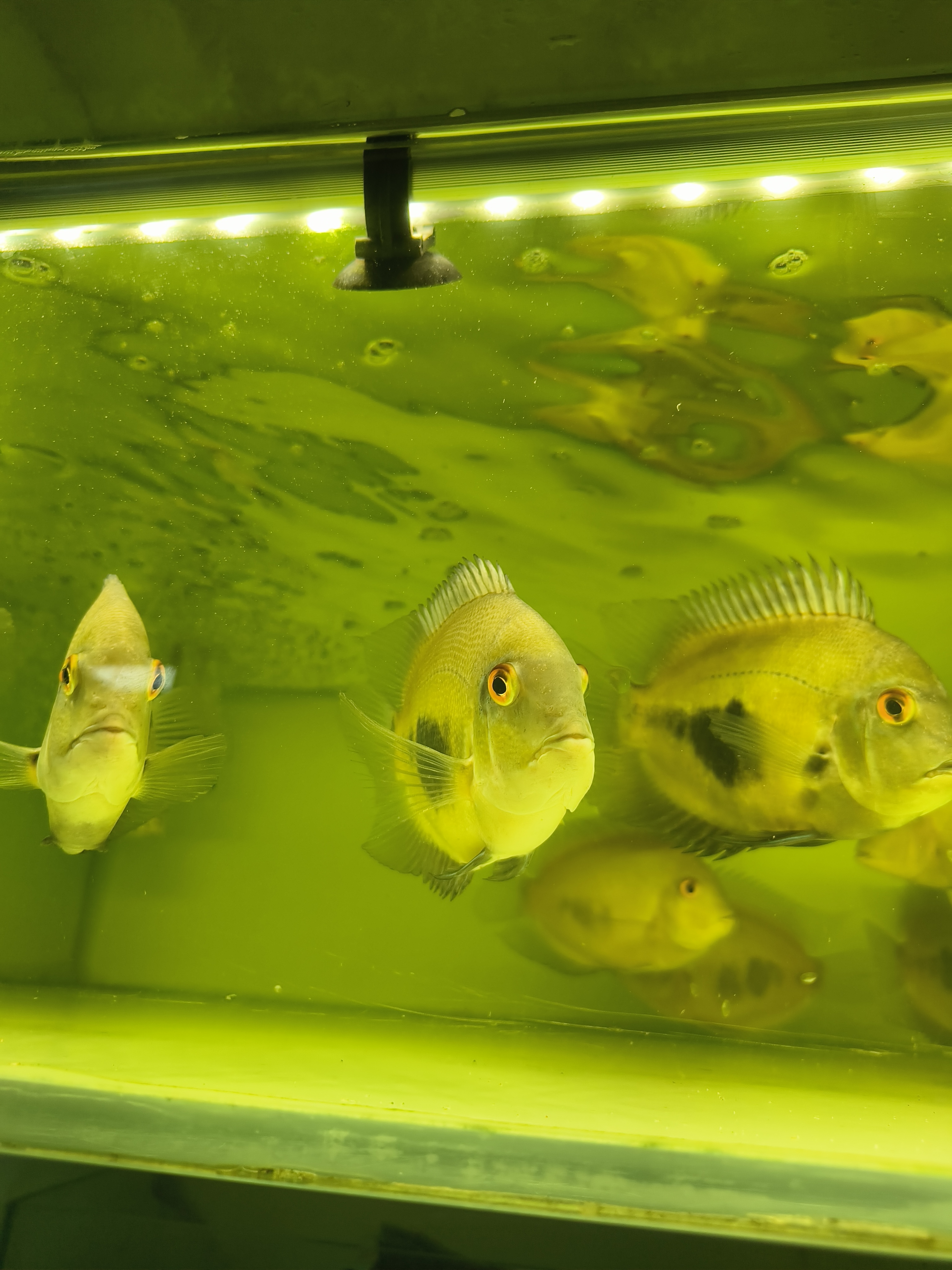 黑云大吉大利大型活体热带观赏鱼