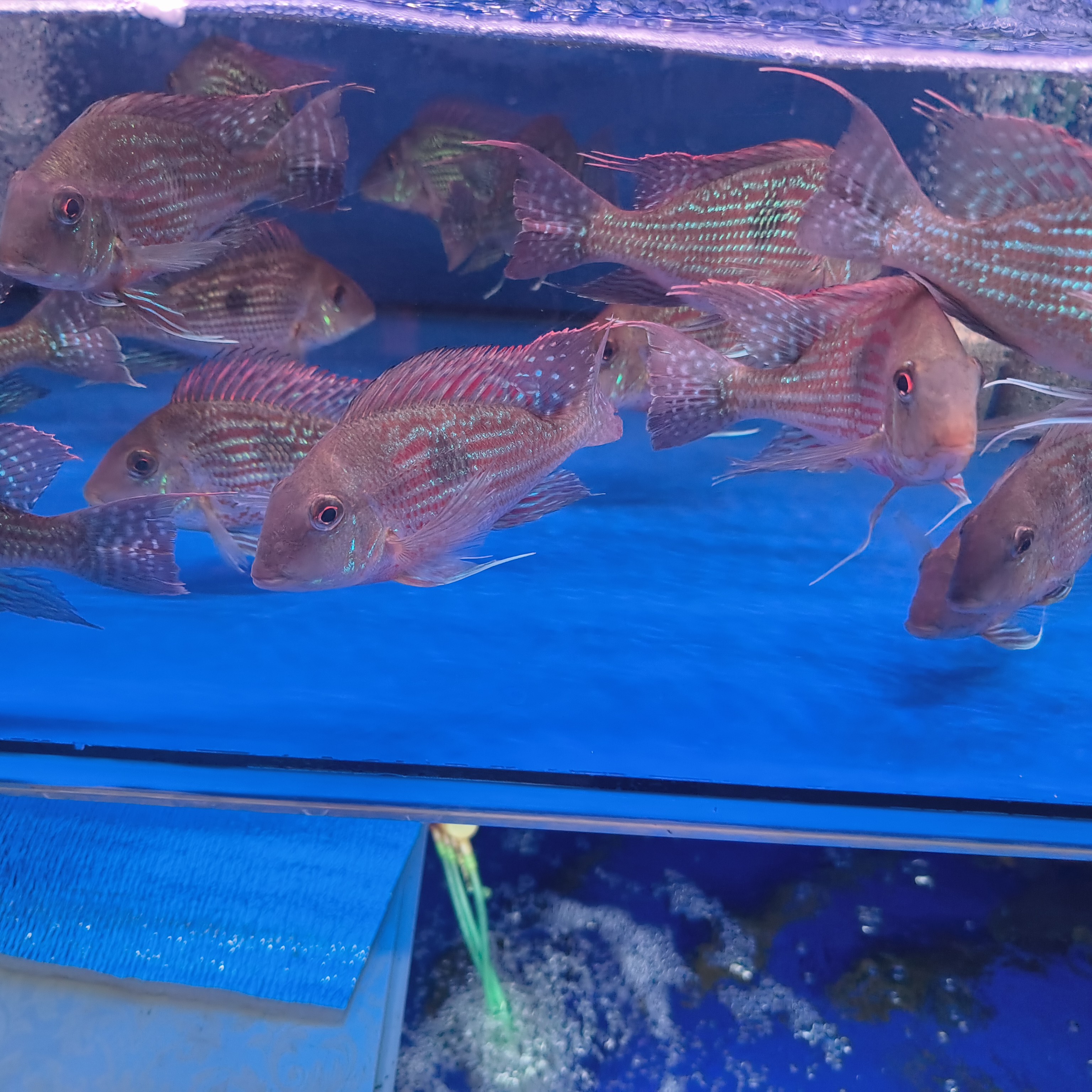 斯维尼关刀红头利关刀活体高档热带观赏鱼