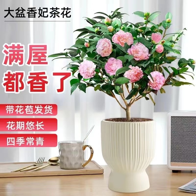 香妃茶花盆栽浓香型山茶花树苗室内庭院花卉好养