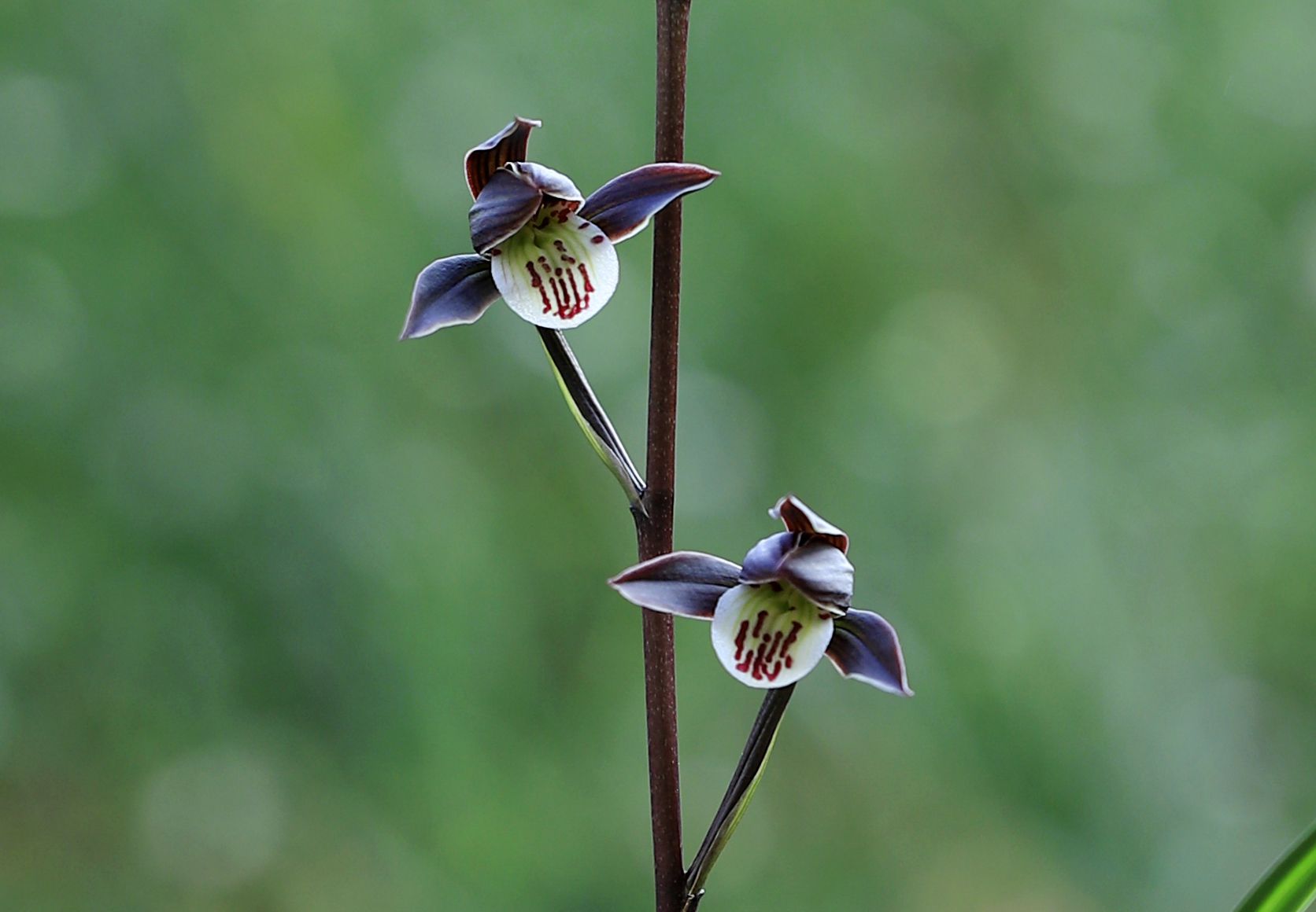 细叶寒兰直播间一物一拍
