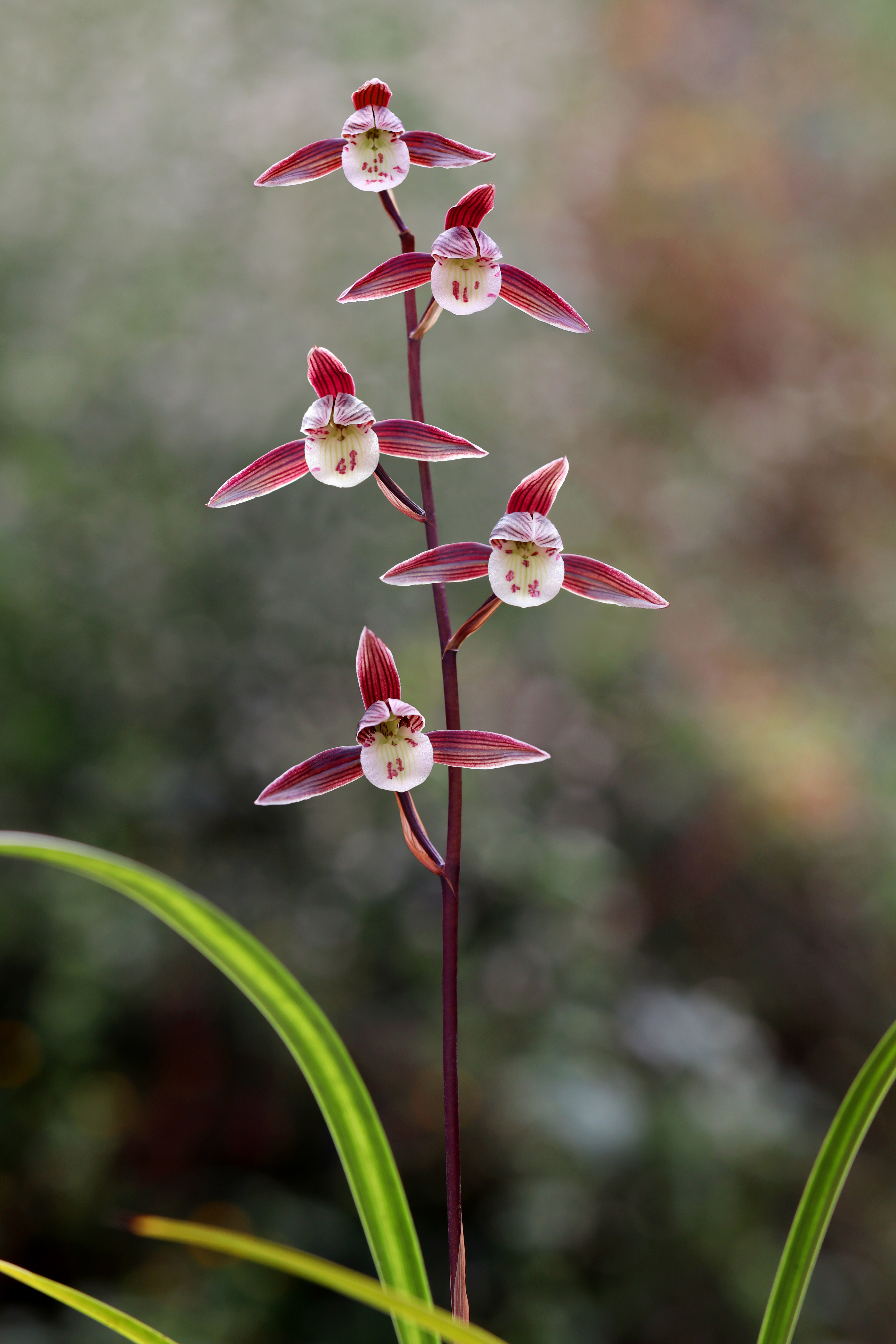 兰花细叶寒兰直播间一物一拍