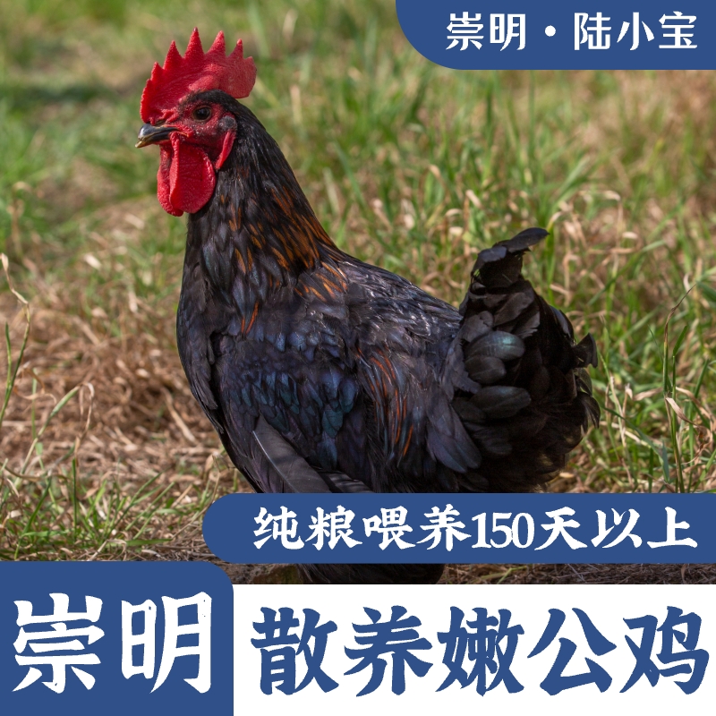 崇明散养童子公鸡 嫩公鸡 1500g新鲜正宗农家活鸡 包冰率不含冰