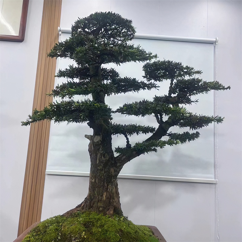 绿植很高到很漂亮美观