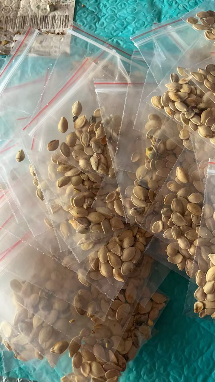 墨西哥葫芦种子（30粒不少于三种种类）