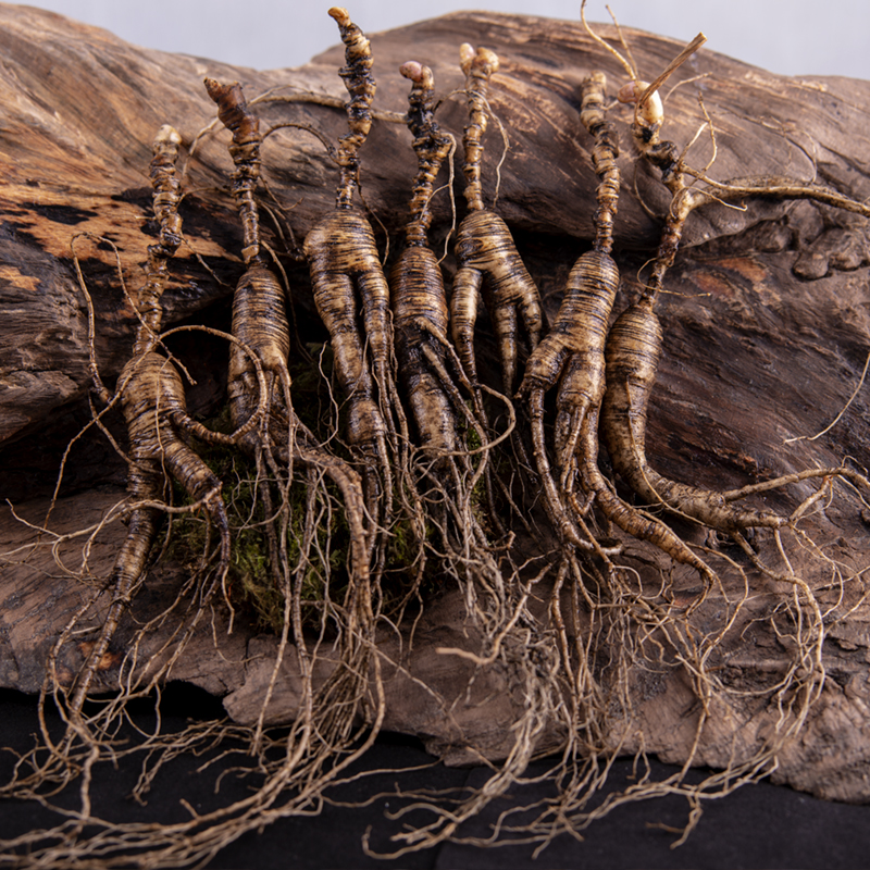 参峰堂【长白山】新鲜林下参高龄籽货 一物一价，以实物为准