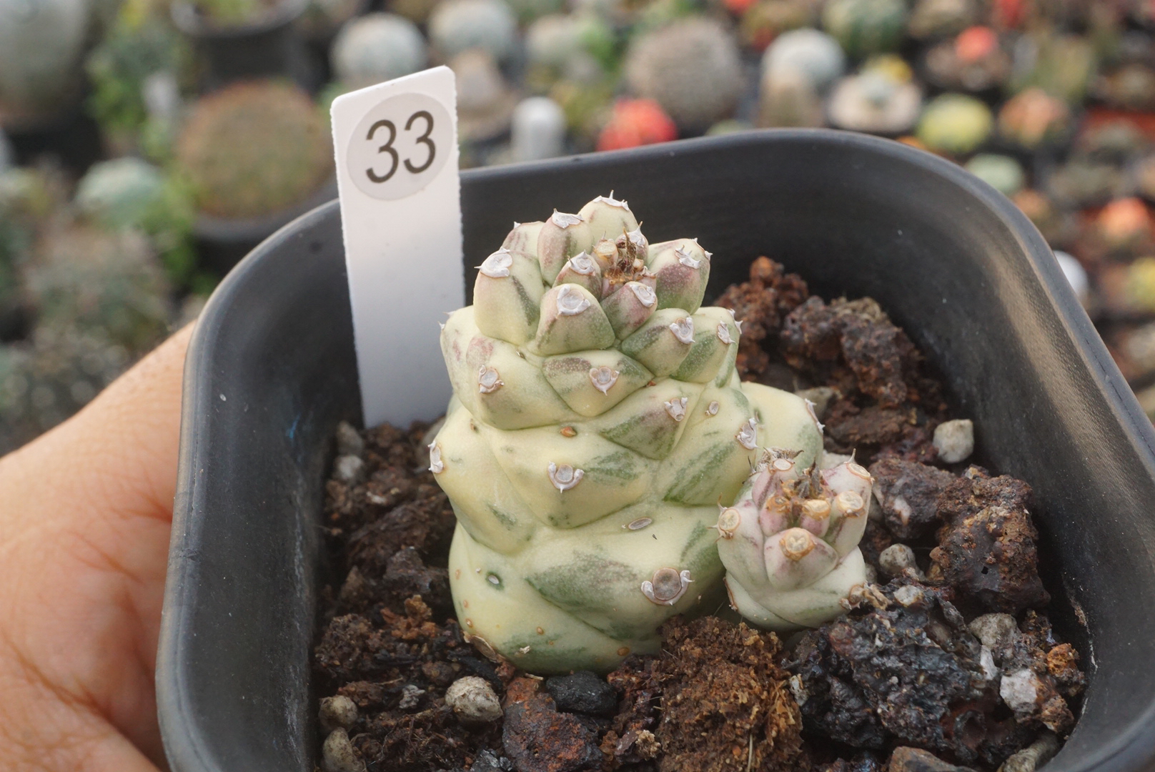 锁石多肉33号泰系将军阁白锦裸根发货不带盆土