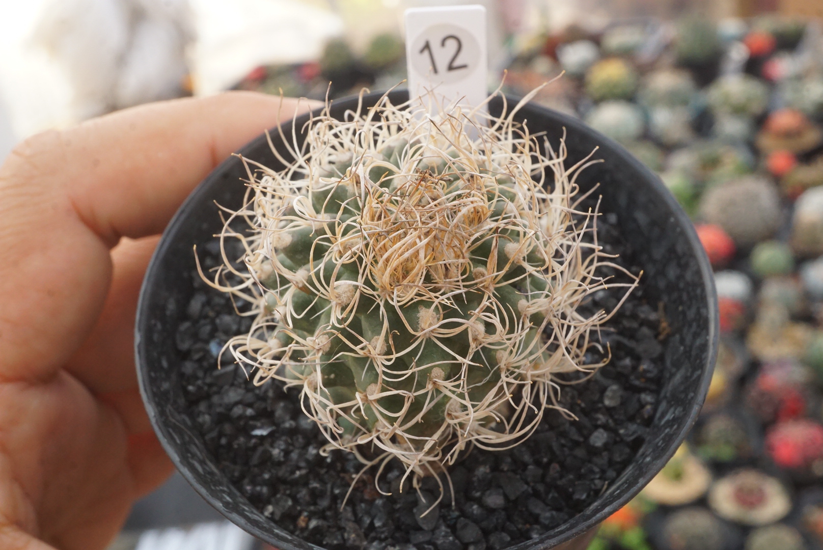 锁石多肉12号草刺娇丽4公分裸根发货不带盆土