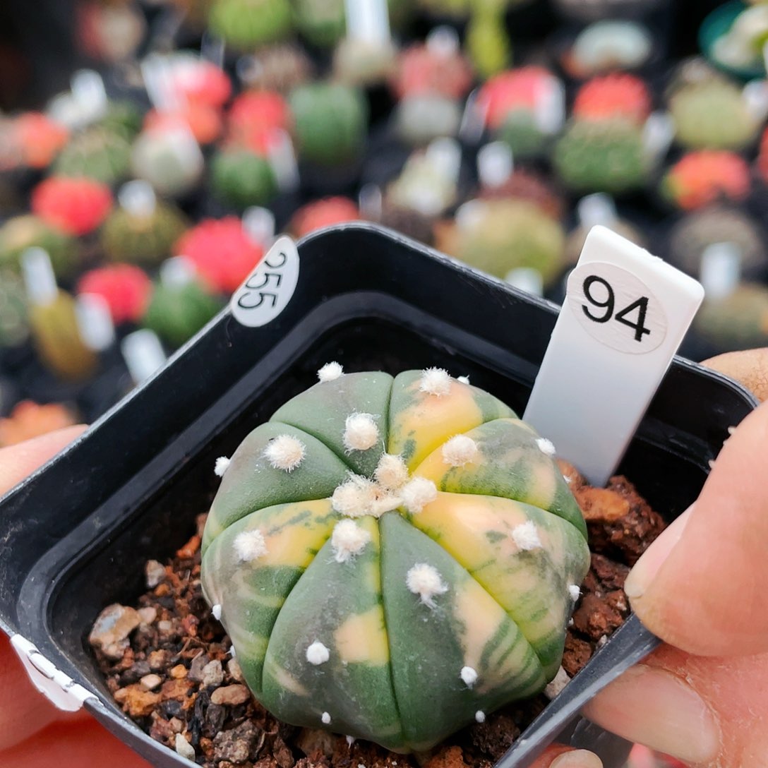 非偏远地区25包邮仙人球