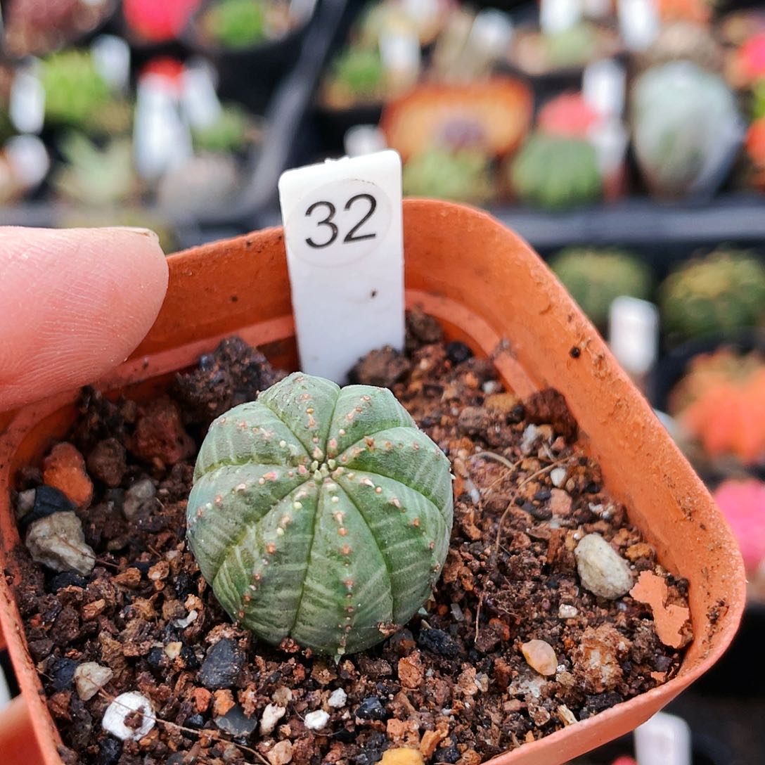 非偏远地区25包邮仙人球