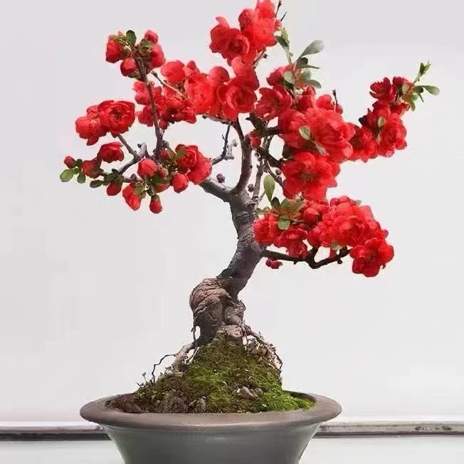 【红色开花机器】长寿冠海棠 八年老桩高端盆景耐寒耐旱