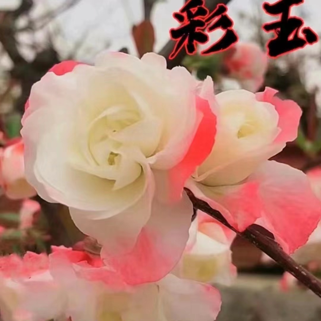 【变色龙】大花彩玉海棠 高档稀少九年老桩盆景