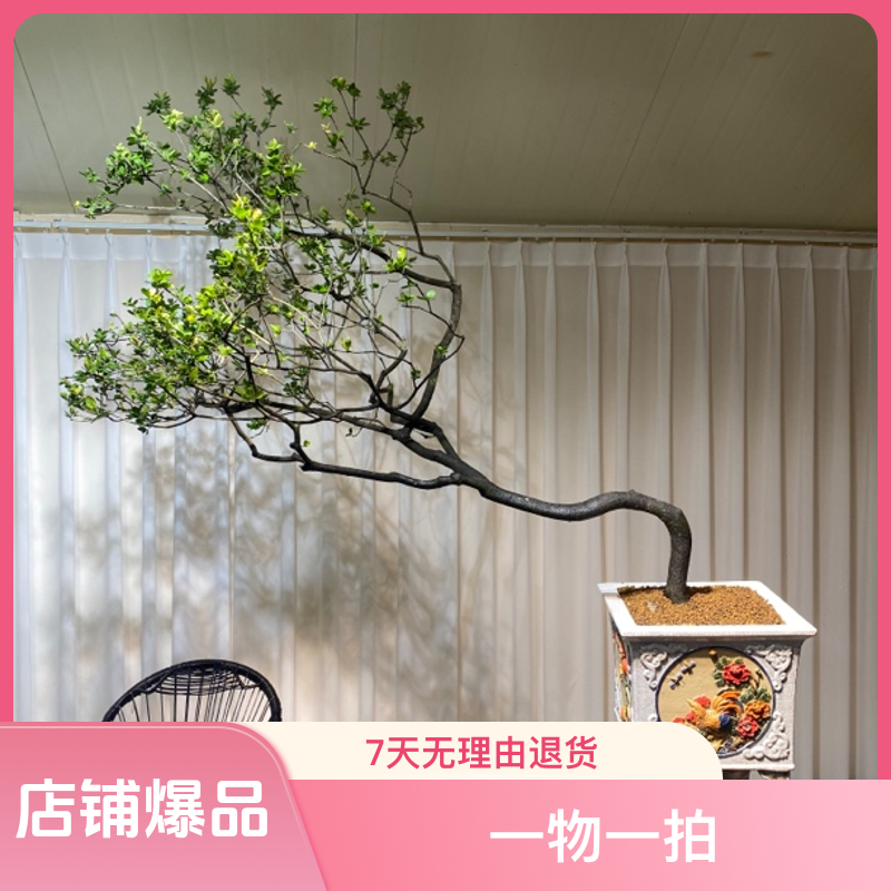 漳州百花村华艺盆景园室内一物一拍海岛石斑木实物鲜活