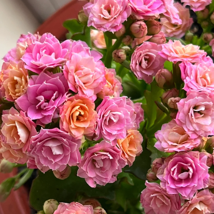 130盆【大鹏】精品盆栽重瓣带花苞室内养殖懒人花卉