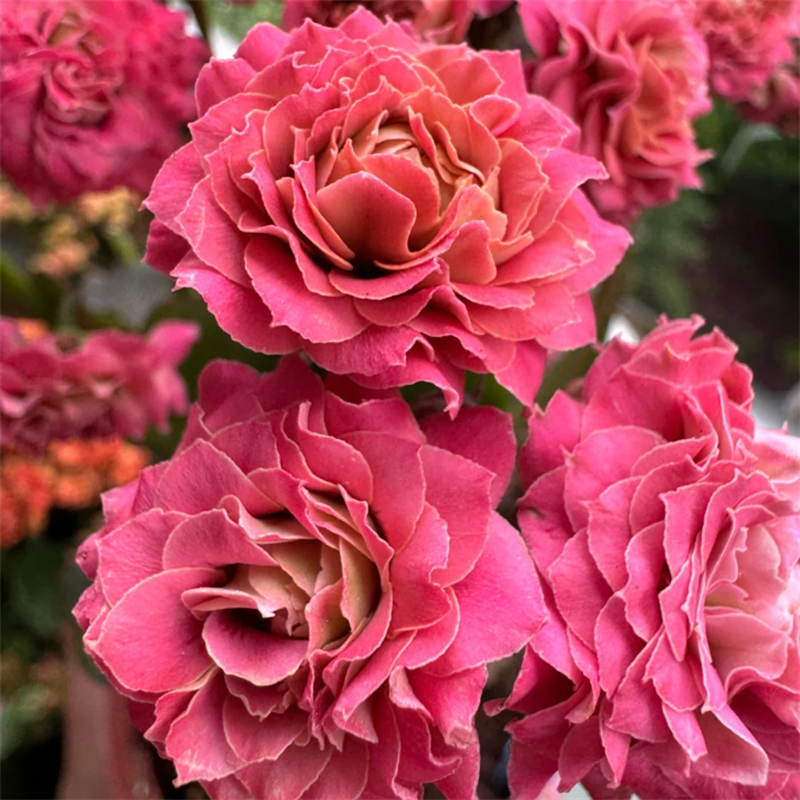 120杯【牡丹台（猫眼）】~稀有重瓣大花苞长寿