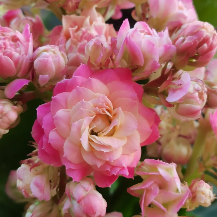 130盆【公主粉】精品盆栽重瓣带花苞室内养殖懒人花卉