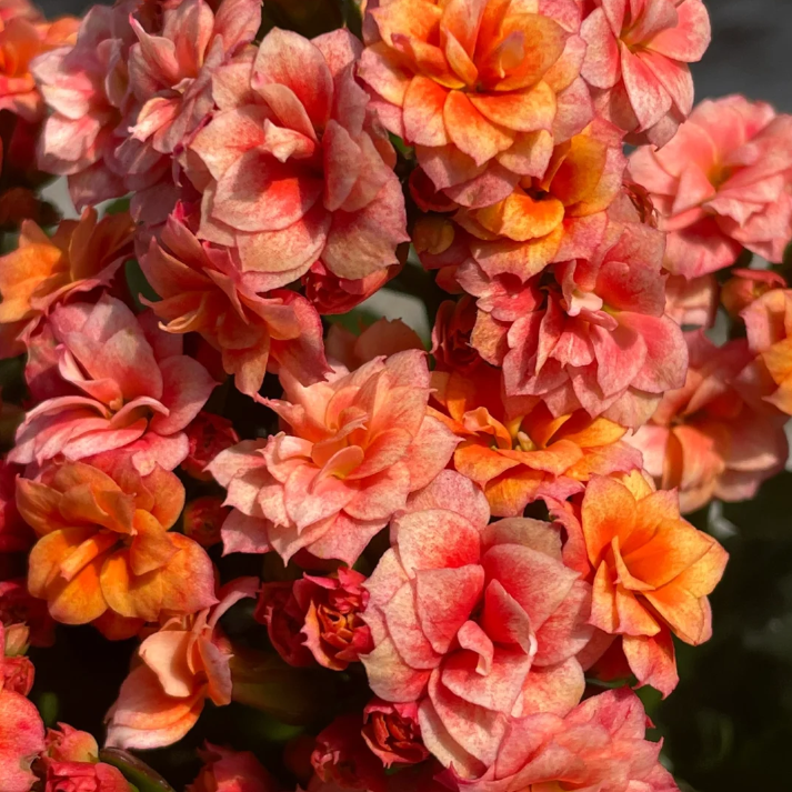 130大盆【烟花】精品盆栽重瓣带花苞室内养殖懒人花卉