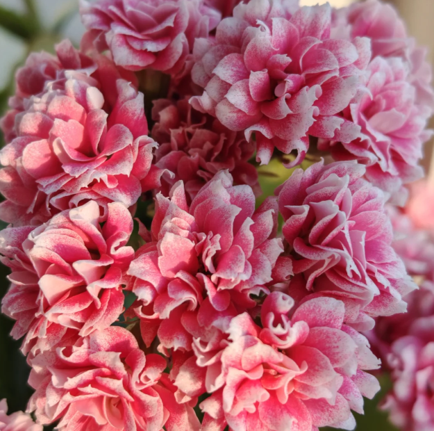 【安娜公主】~稀有重瓣大花苞长寿120杯