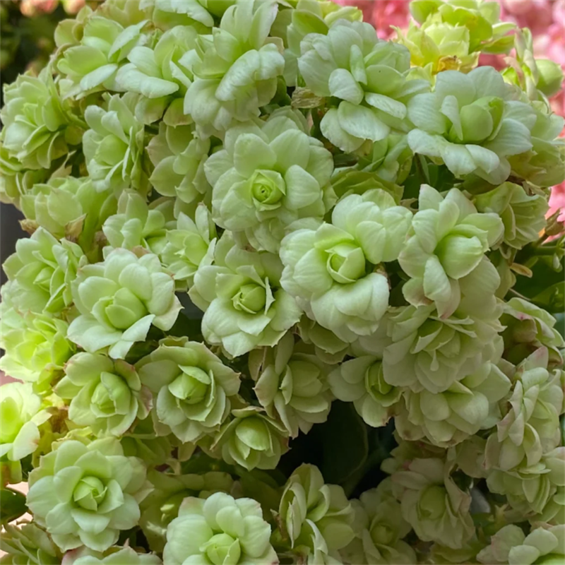 130大盆【绿巴黎】~稀有重瓣大花苞