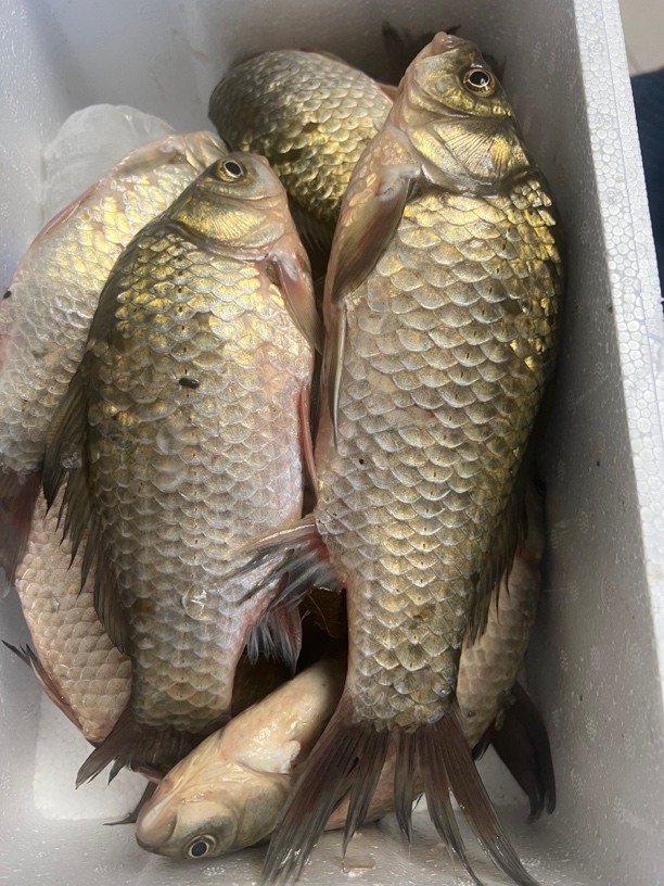 水库野生鲫鱼5斤：顺丰包邮