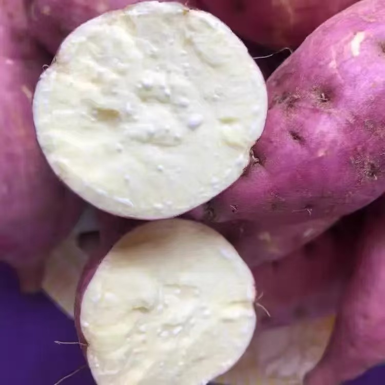 胖妮儿《新鲜红薯》