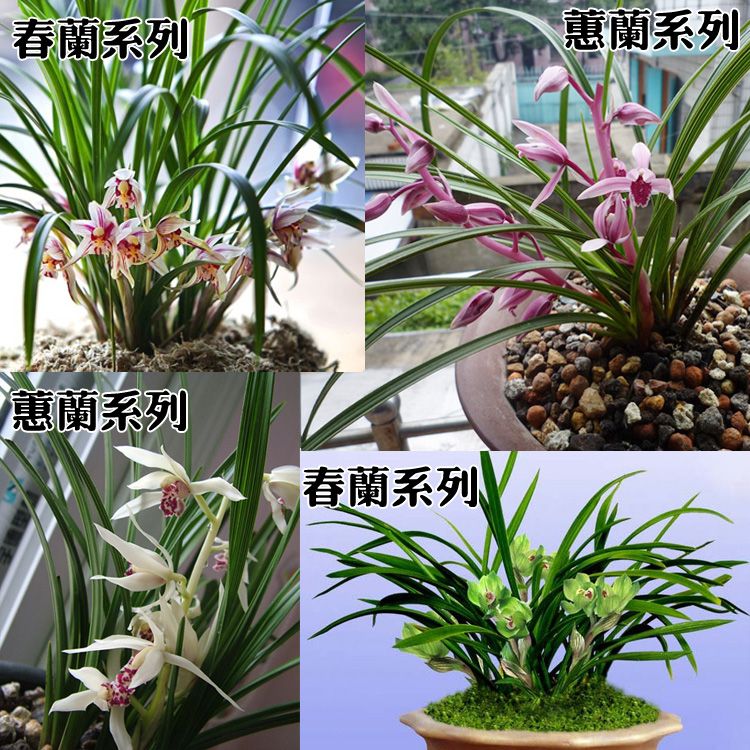 湖北随州浓香型兰花苗 春兰蕙兰 红香妃叶艺草边草斑草 