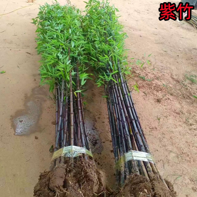 紫竹苗庭院植物北方耐寒竹子苗盆栽户外风景四季常青户外点缀观赏