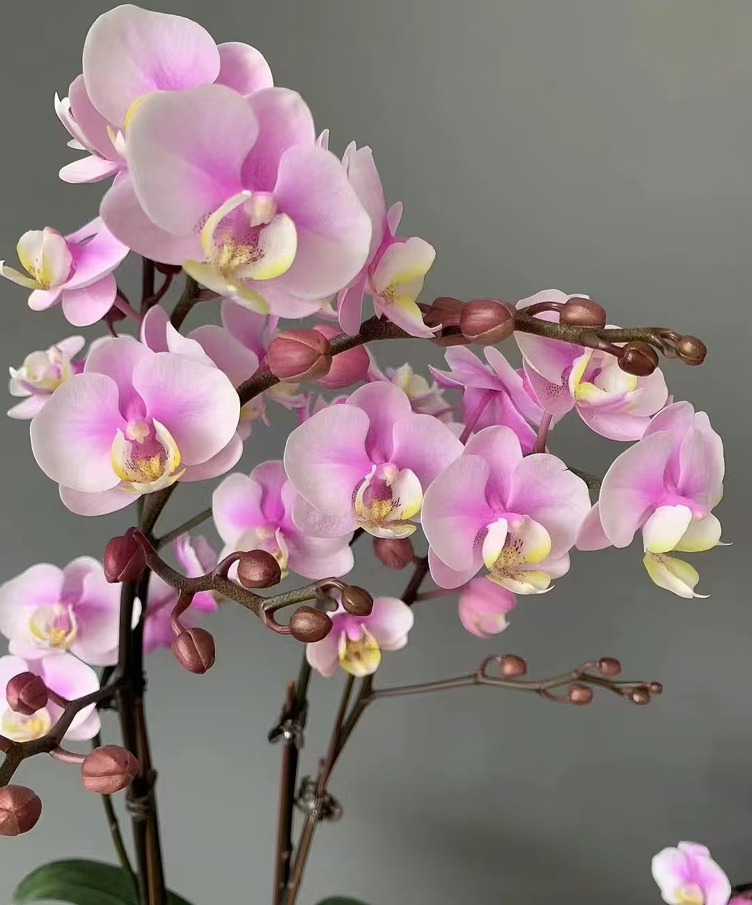 抽剑《小梅花》蝴蝶兰-2.8寸杯苗子发货开花香【一颗不发货】