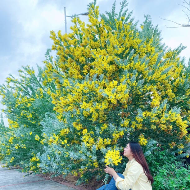 银叶金合欢【自带高级感】观花观叶庭院花卉绿植