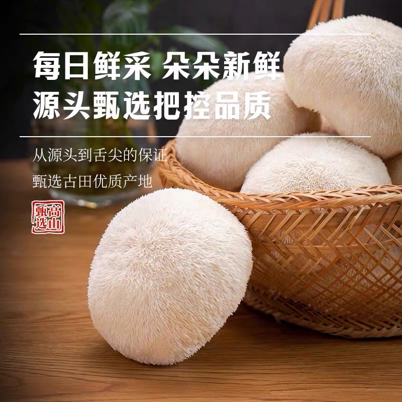 （高山新鲜猴头菇）口感好肉感厚实鲜嫩古田特产高深甄选深山煲汤