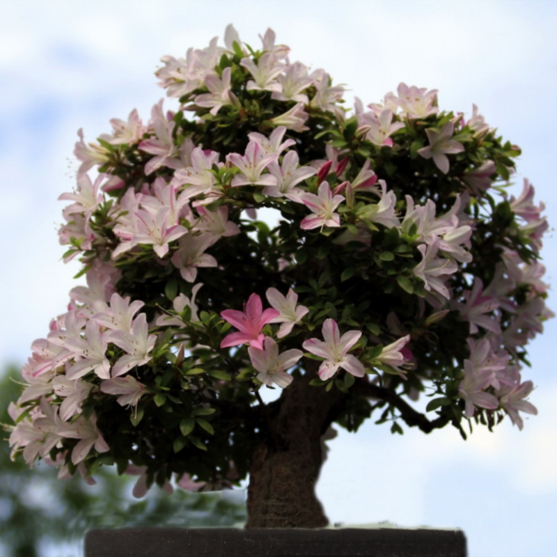 杜鹃盆景 园林花卉 四季开花 日本睾月 杜鹃花老桩