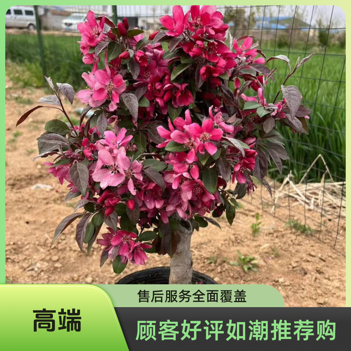 【新品上市】精品亚当海棠花可观花赏果食用阳台庭院南北方均可种植