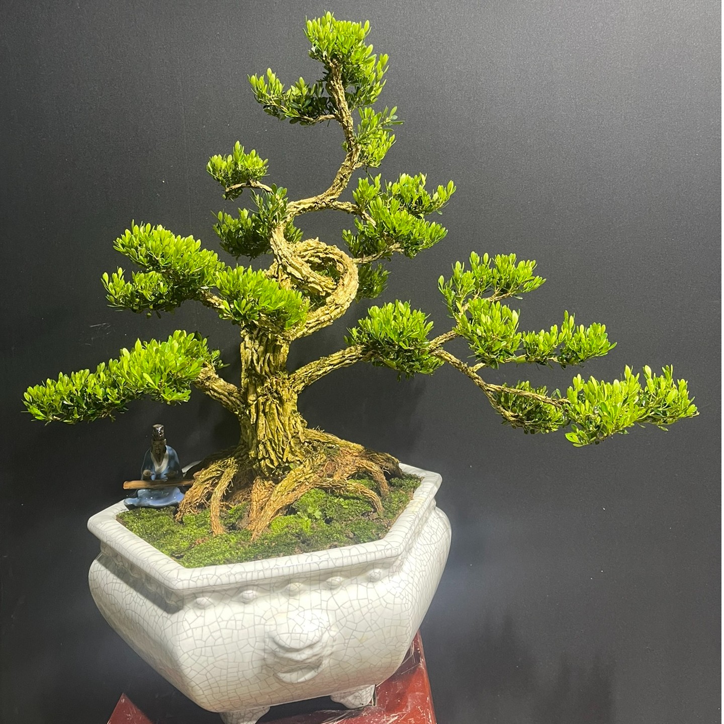 直播通用链接/一物一拍/确认后再下单/雀舌皱皮黄杨/高端盆景