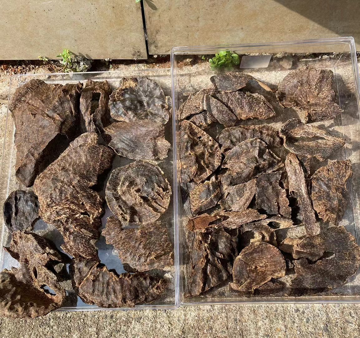 海南尖峰岭老包头香，够老够厚厚甜，兰花香韵足